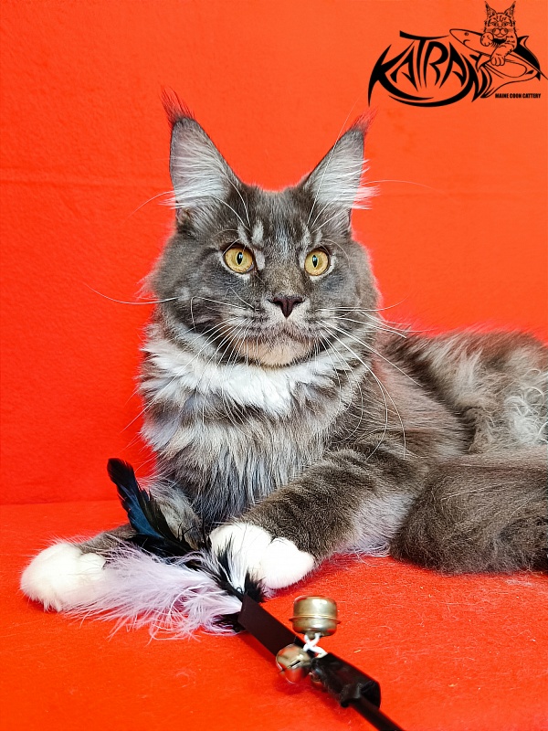 Katran Urus - Юніор мейн-кун 9 місяців