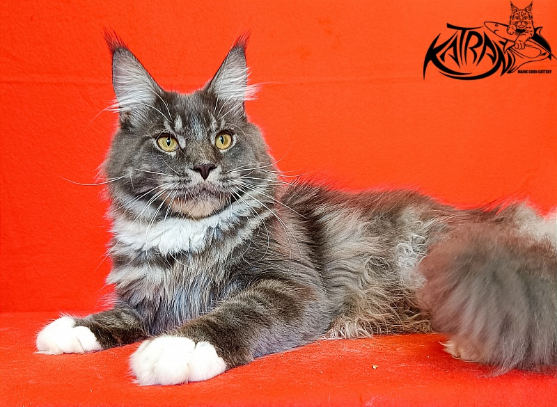 Katran Urus - Юніор мейн-кун 9 місяців