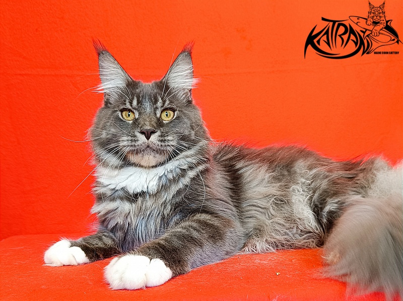 Katran Urus - Юніор мейн-кун 9 місяців