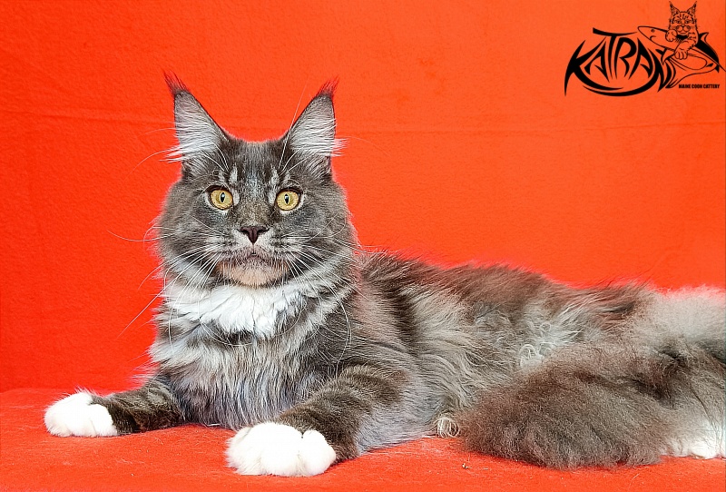 Katran Urus - Юніор мейн-кун 9 місяців