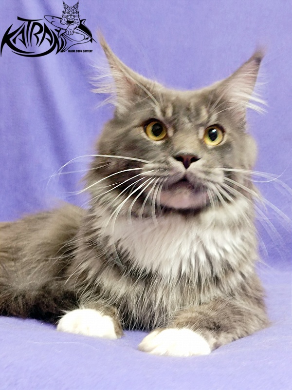 Katran Urus - Дорослий мейн-кун 1 рік 7 місяців