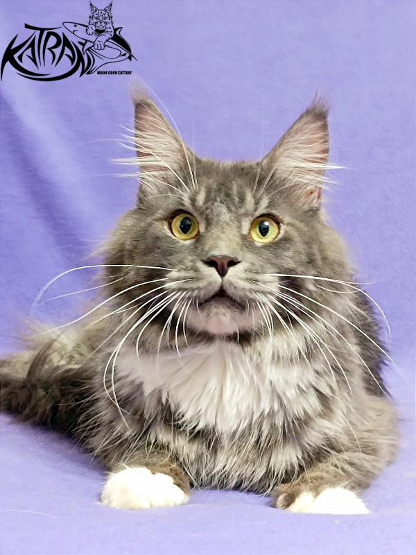 Katran Urus - Дорослий мейн-кун 1 рік 7 місяців