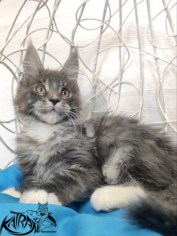 Katran Urus - Кошеня мейн-кун 2 місяця