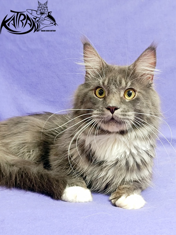 Katran Urus - Дорослий мейн-кун 1 рік 7 місяців
