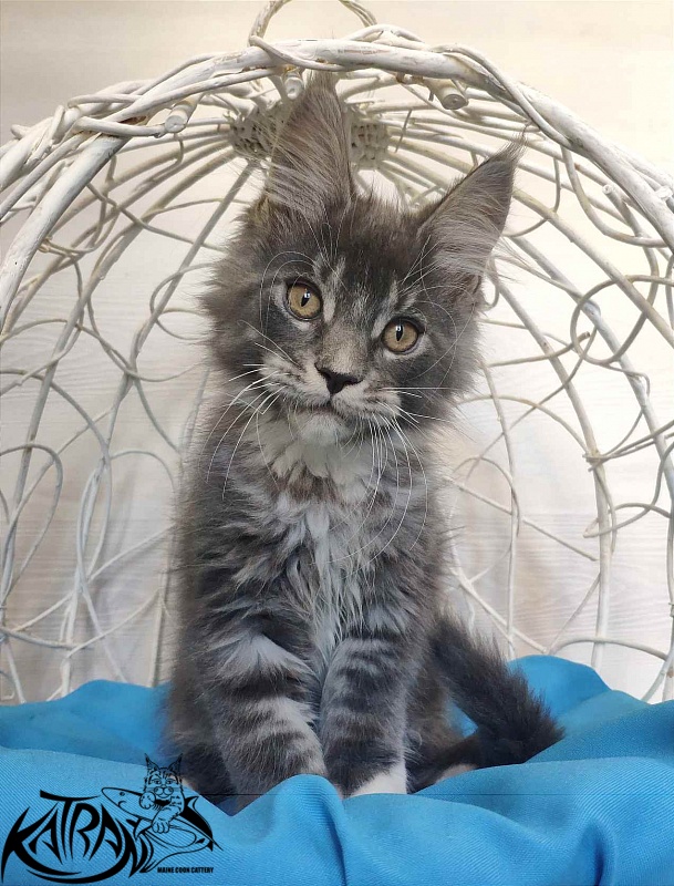 Katran Urus - Кошеня мейн-кун 2 місяця