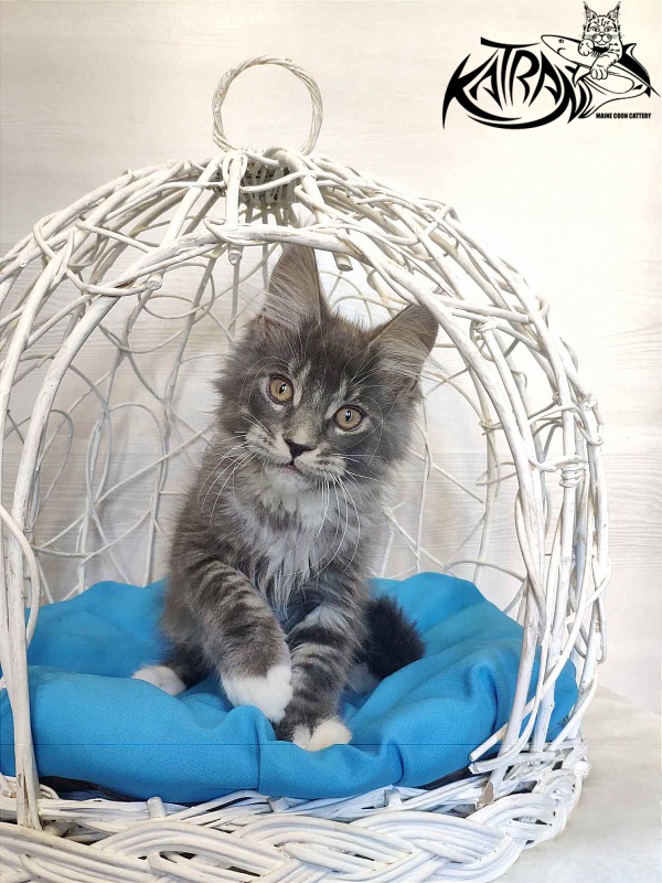 Katran Urus - Кошеня мейн-кун 2 місяця