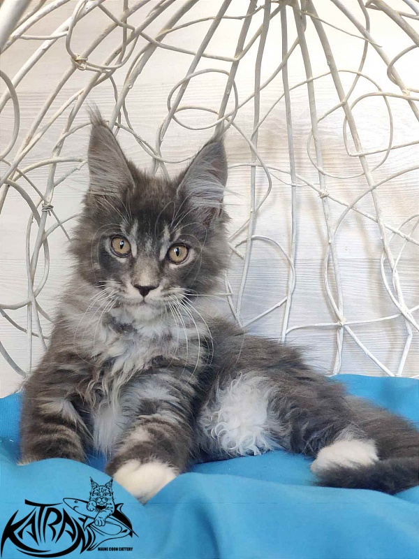 Katran Urus - Кошеня мейн-кун 2 місяця