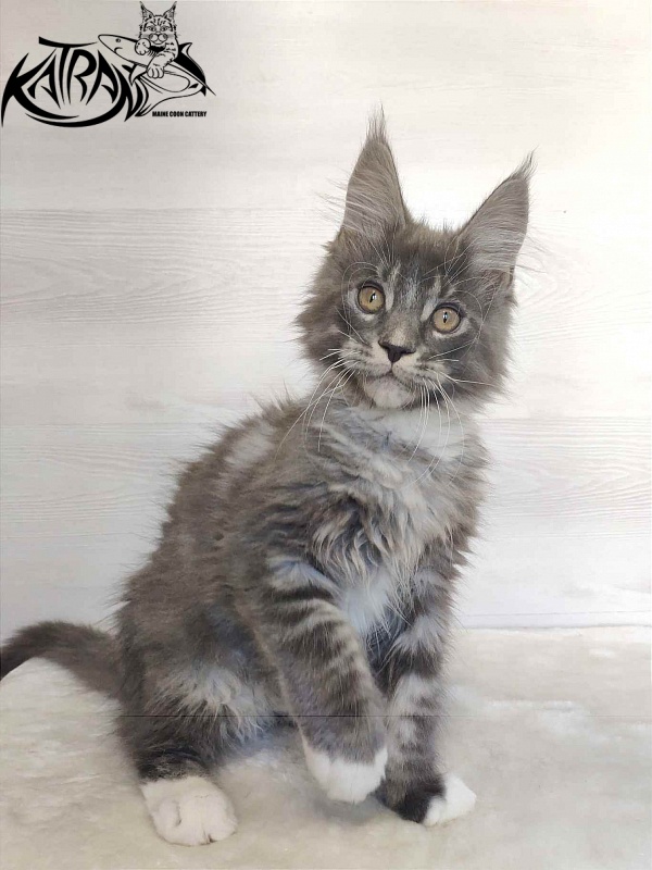 Katran Urus - Кошеня мейн-кун 2 місяця