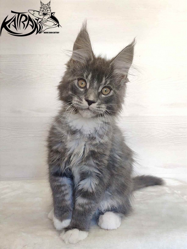 Katran Urus - Кошеня мейн-кун 2 місяця