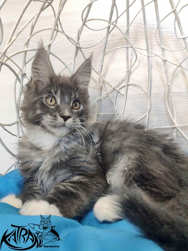 Katran Urus - Кошеня мейн-кун 2 місяця