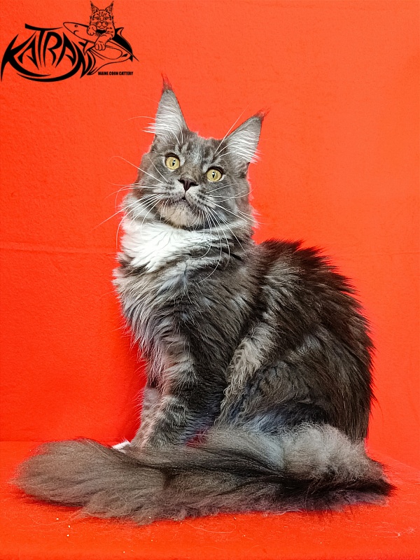 Katran Urus - Юніор мейн-кун 9 місяців