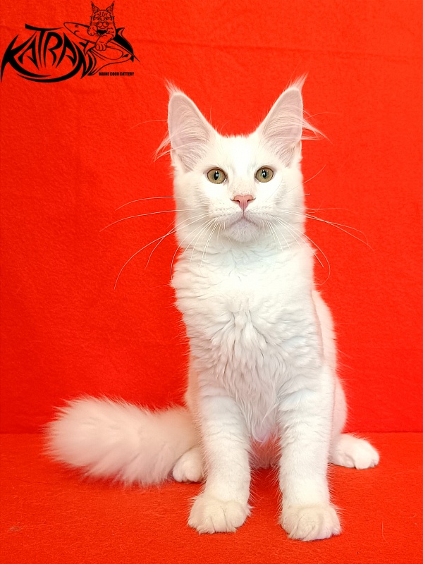 Katran Valter - Кошеня мейн-кун 4 місяця