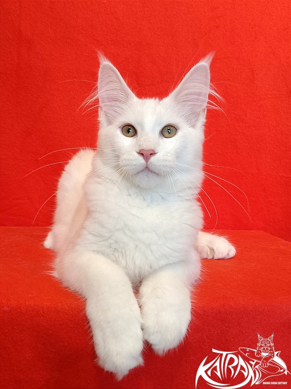 Katran Valter - Кошеня мейн-кун 4 місяця