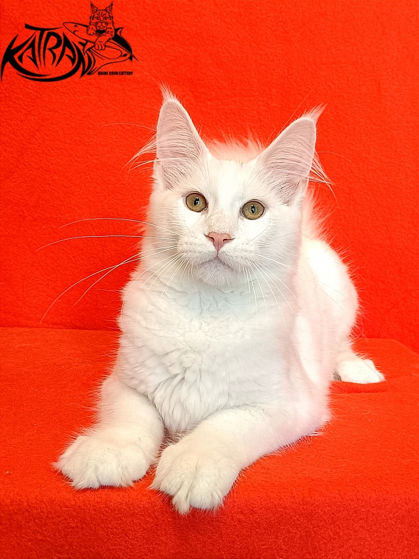 Katran Valter - Кошеня мейн-кун 4 місяця