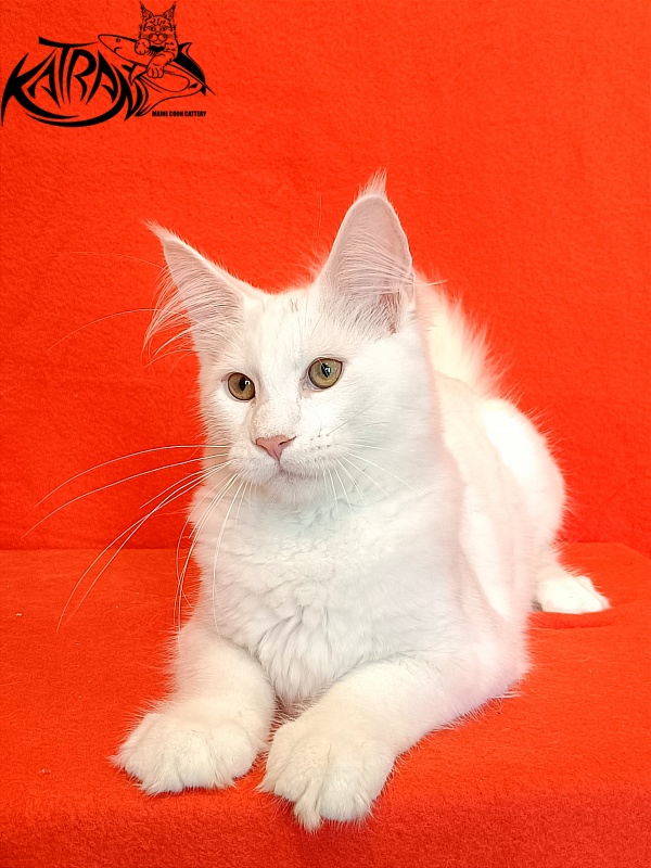 Katran Valter - Кошеня мейн-кун 4 місяця