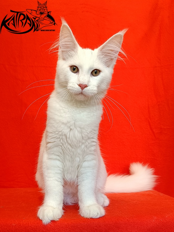 Katran Valter - Кошеня мейн-кун 4 місяця