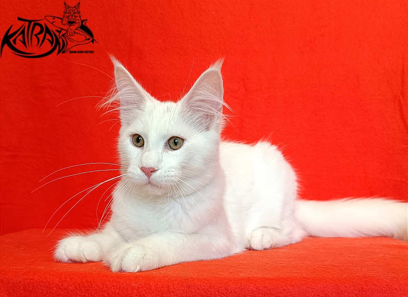 Katran Valter - Кошеня мейн-кун 4 місяця