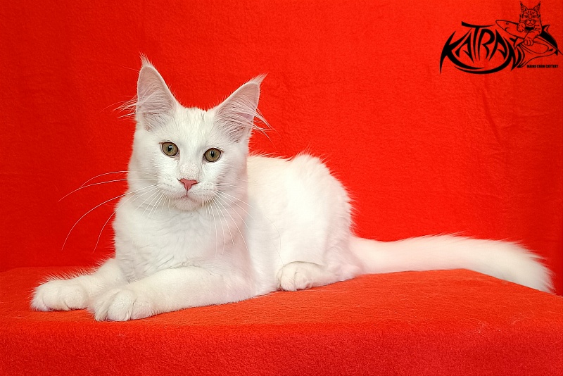 Katran Valter - Кошеня мейн-кун 4 місяця