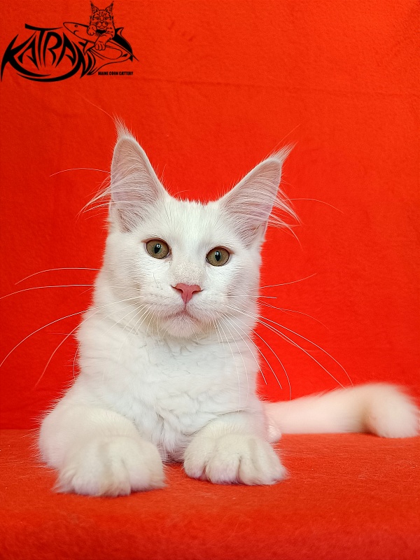 Katran Valter - Кошеня мейн-кун 4 місяця