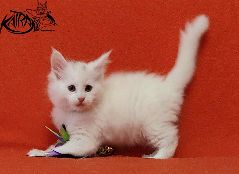 Katran Valter - Кошеня мейн-кун 1 місяць 2 тижні