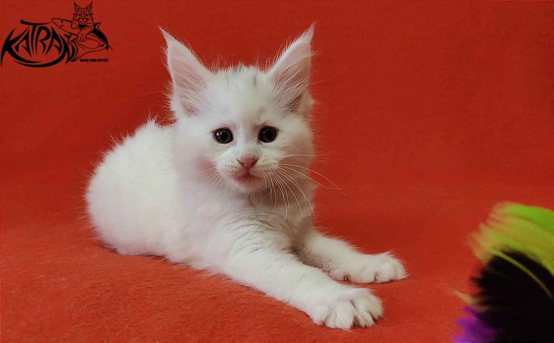 Katran Valter - Кошеня мейн-кун 1 місяць 2 тижні