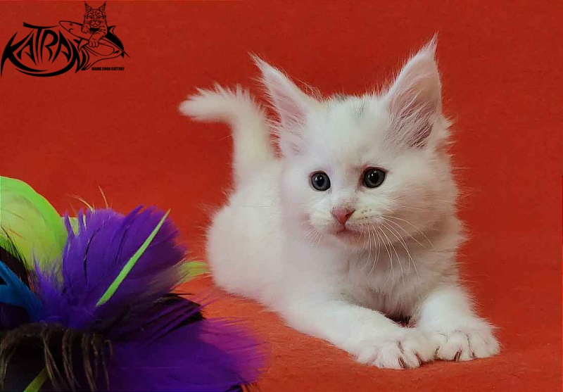 Katran Valter - Кошеня мейн-кун 1 місяць 2 тижні