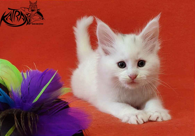 Katran Valter - Кошеня мейн-кун 1 місяць 2 тижні