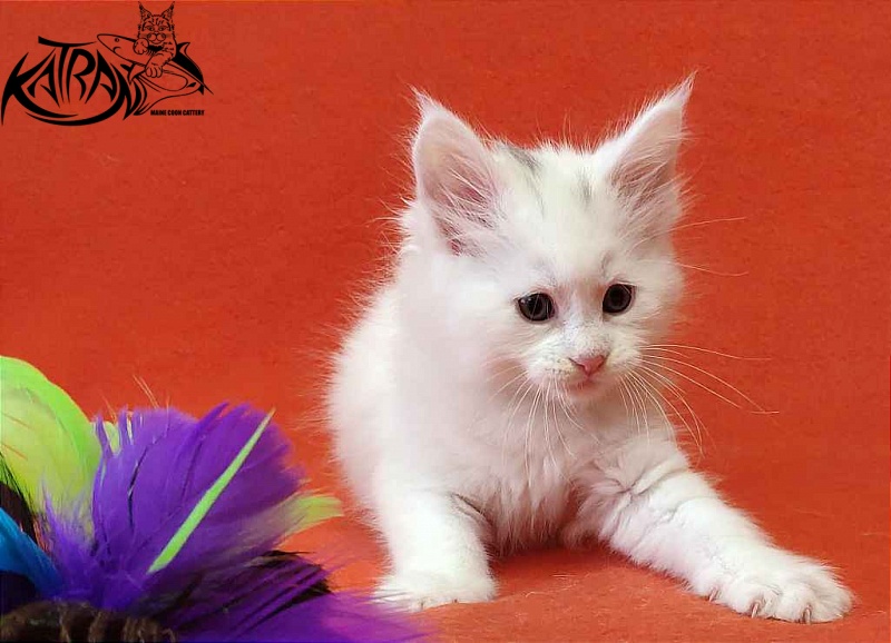 Katran Valter - Кошеня мейн-кун 1 місяць 2 тижні