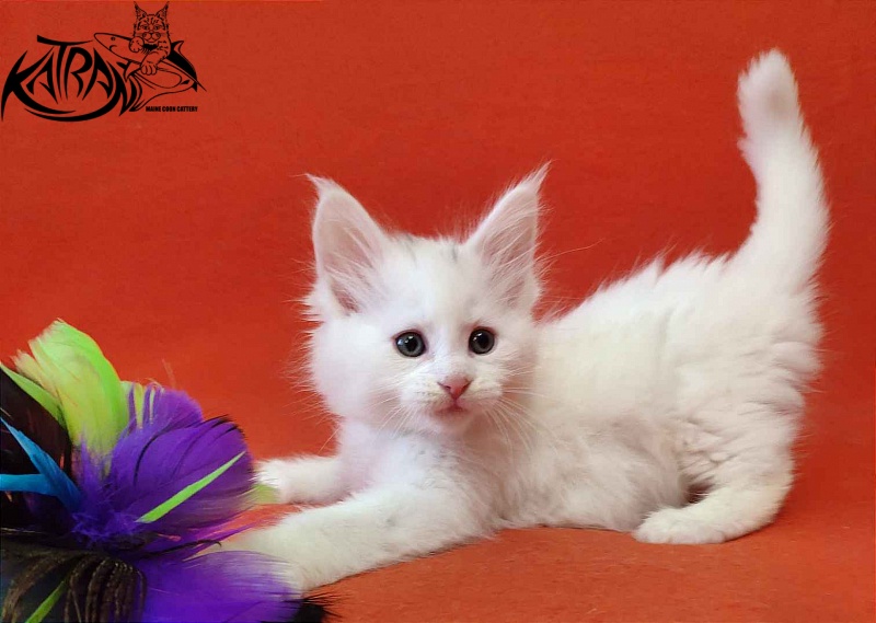 Katran Valter - Кошеня мейн-кун 1 місяць 2 тижні