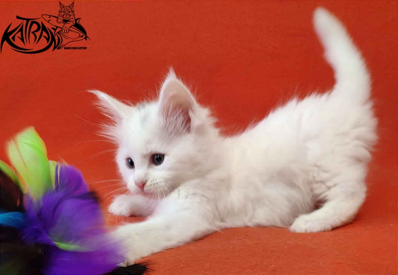 Katran Valter - Кошеня мейн-кун 1 місяць 2 тижні