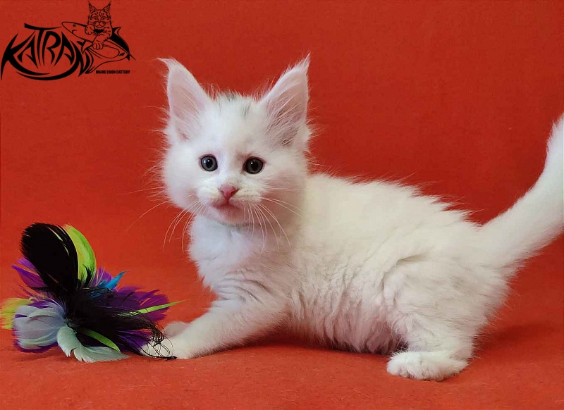 Katran Valter - Кошеня мейн-кун 1 місяць 2 тижні