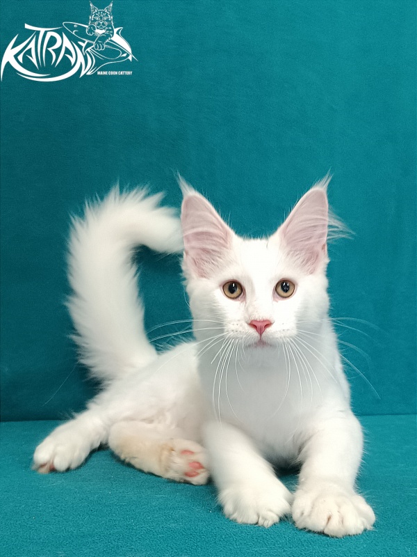 Katran Valter - Кошеня мейн-кун 3 місяця 1 тиждень