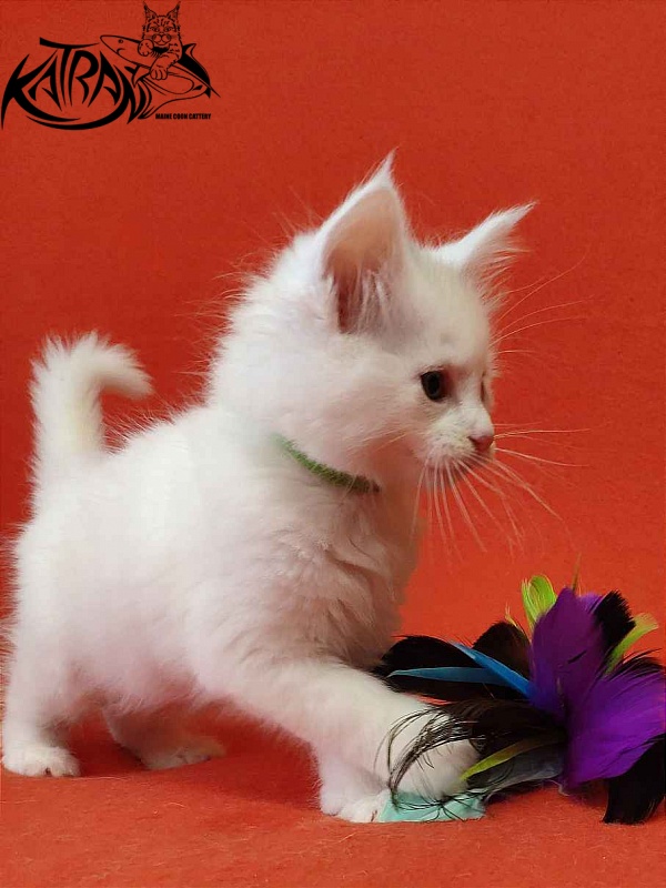 Katran Valter - Кошеня мейн-кун 1 місяць 2 тижні