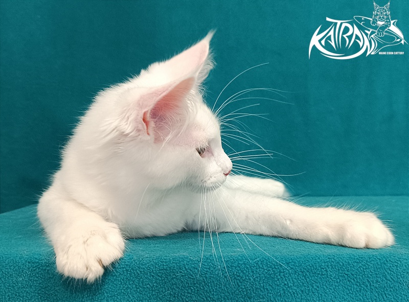 Katran Valter - Кошеня мейн-кун 3 місяця 1 тиждень