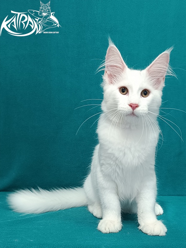 Katran Valter - Кошеня мейн-кун 3 місяця 1 тиждень