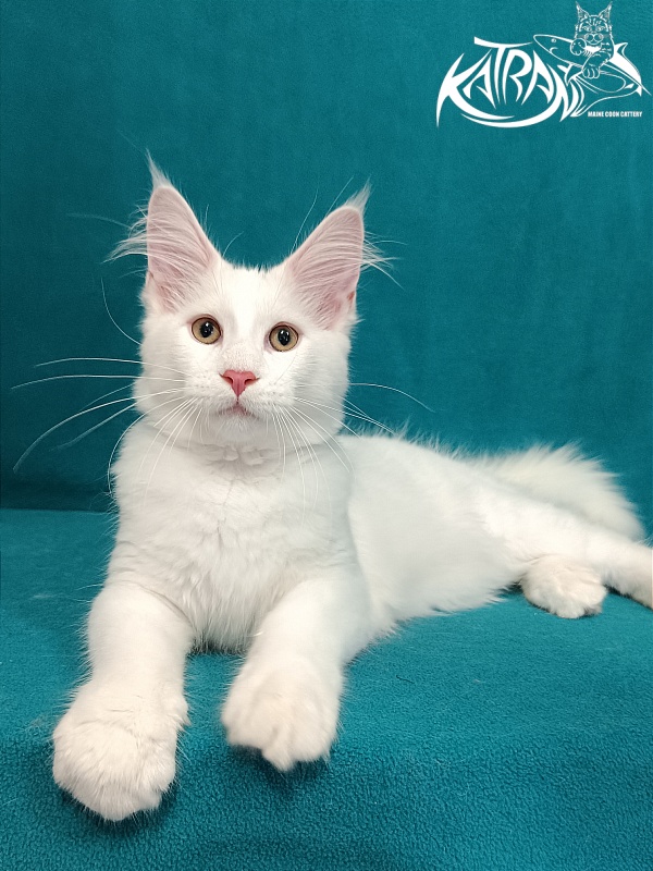 Katran Valter - Кошеня мейн-кун 3 місяця 1 тиждень