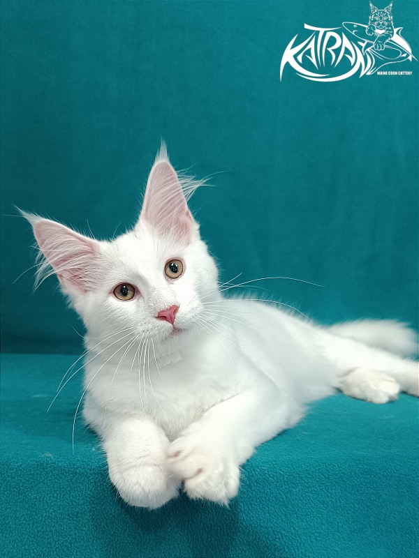 Katran Valter - Кошеня мейн-кун 3 місяця 1 тиждень