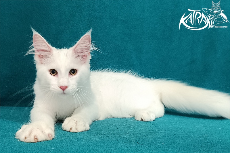 Katran Valter - Кошеня мейн-кун 3 місяця 1 тиждень