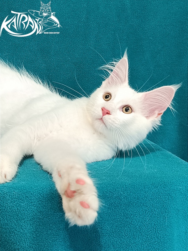 Katran Valter - Кошеня мейн-кун 3 місяця 1 тиждень