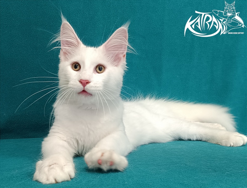 Katran Valter - Кошеня мейн-кун 3 місяця 1 тиждень