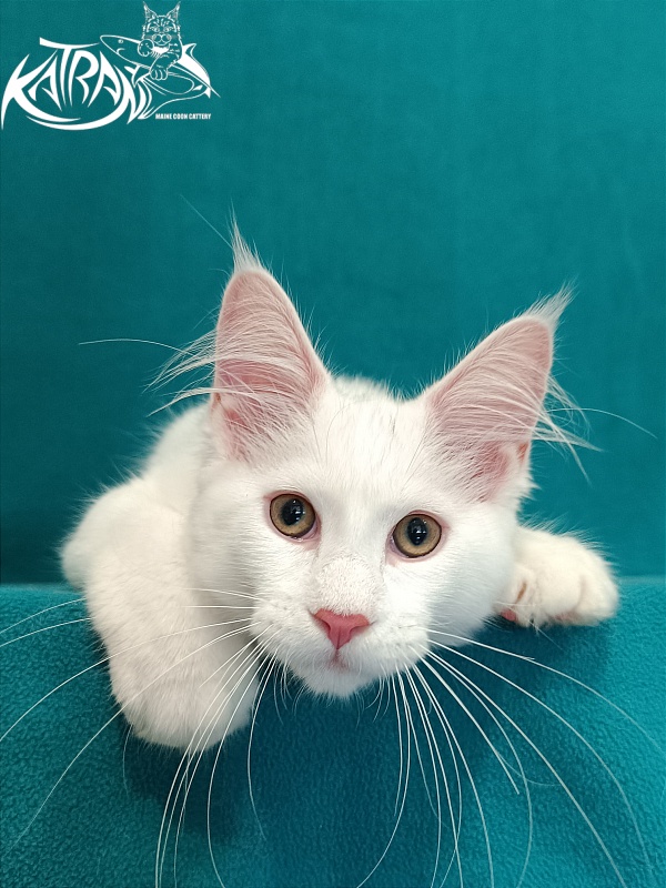 Katran Valter - Кошеня мейн-кун 3 місяця 1 тиждень