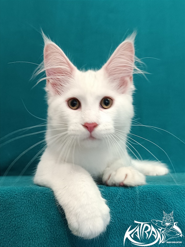 Katran Valter - Кошеня мейн-кун 3 місяця 1 тиждень