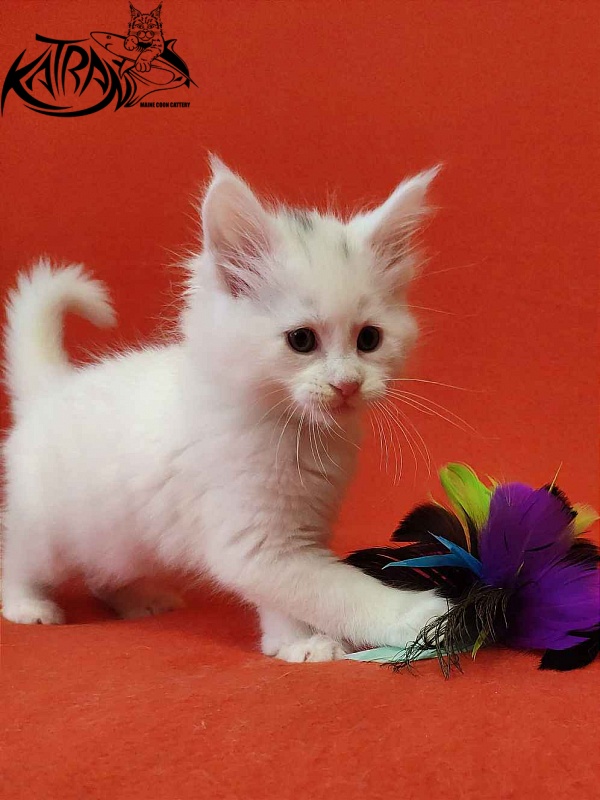 Katran Valter - Кошеня мейн-кун 1 місяць 2 тижні