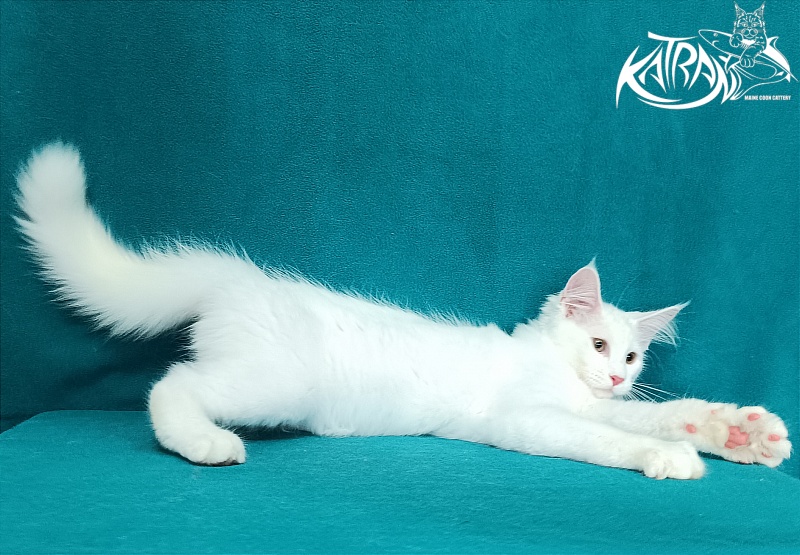 Katran Valter - Кошеня мейн-кун 3 місяця 1 тиждень