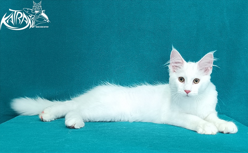 Katran Valter - Кошеня мейн-кун 3 місяця 1 тиждень