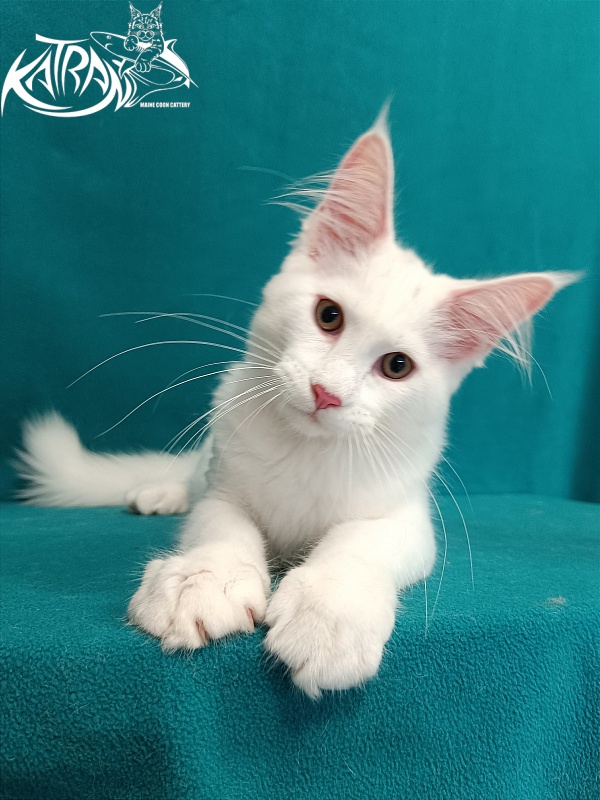 Katran Valter - Кошеня мейн-кун 3 місяця 1 тиждень