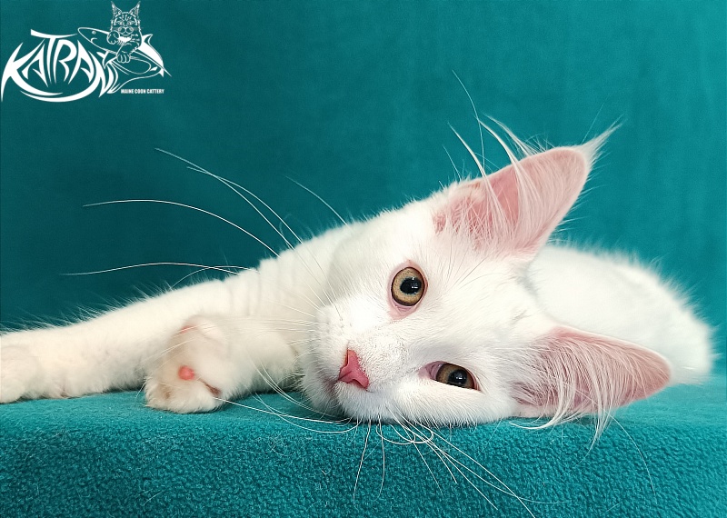 Katran Valter - Кошеня мейн-кун 3 місяця 1 тиждень