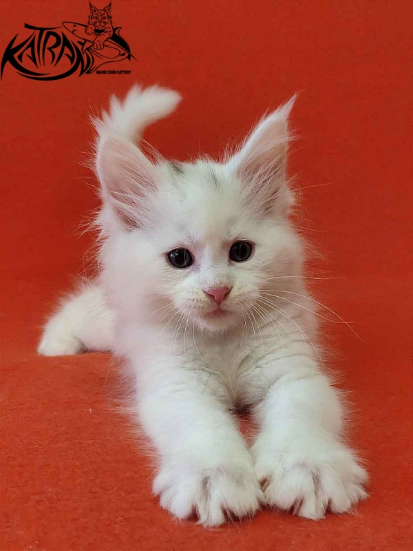 Katran Valter - Кошеня мейн-кун 1 місяць 2 тижні