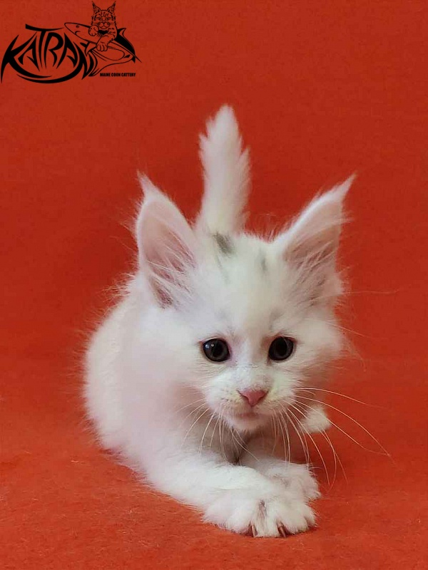 Katran Valter - Кошеня мейн-кун 1 місяць 2 тижні