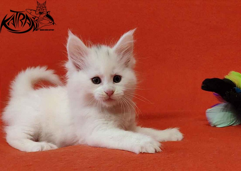 Katran Valter - Кошеня мейн-кун 1 місяць 2 тижні